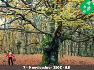261107 hayedos de Álava